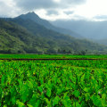 The Impact of Industrial Agriculture on Hawaii's Food System