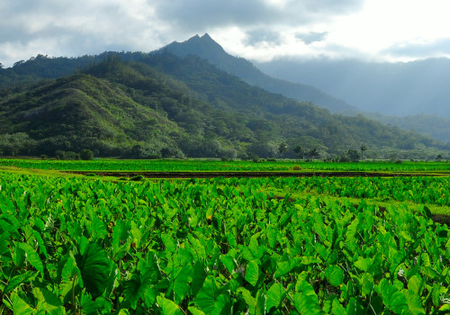 The Impact of GMOs on Hawaii's Food System