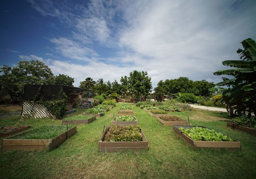 The Diverse and Sustainable Hawaii Food System