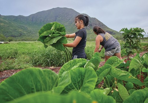 The Vital Role of Local Farmers in Hawaii's Food System